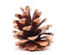 Exotic Bark Beetle Lure