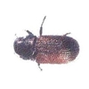 Douglas-Fir Beetle w/MCOL Lure