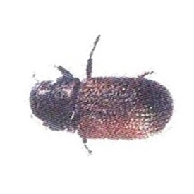 Douglas-Fir Beetle w/MCOL Lure