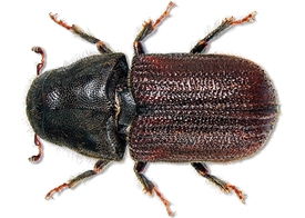 Mountain Pine Beetle Bait
