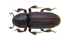 Western Balsam Bark Beetle Bait
