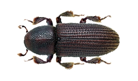 Western Balsam Bark Beetle Bait