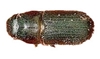 Western Pine Beetle Bait