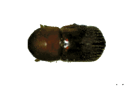 Ambrosia Beetle Lures