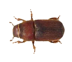 Red Turpentine Beetle Lure