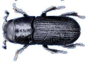 Southern Pine Beetle Lure