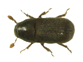 Spruce Beetle Lure