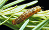 Eastern Spruce Budworm Lure