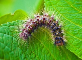Gypsy Moth Lure