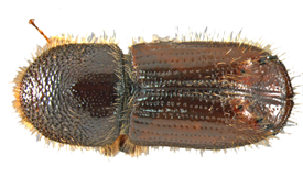 Spruce Engraver Beetle Lure