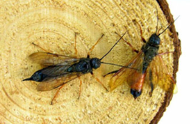 Wood Wasp Lure